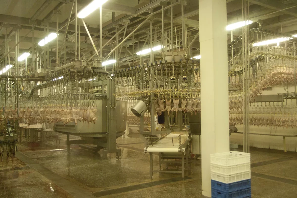 Poultry Processing Plant